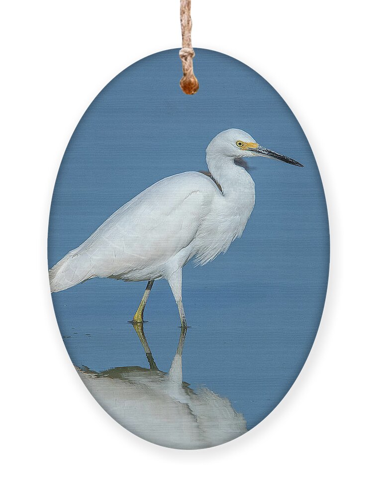 Nature Ornament featuring the photograph Snowy Egret DMSB0182 by Gerry Gantt