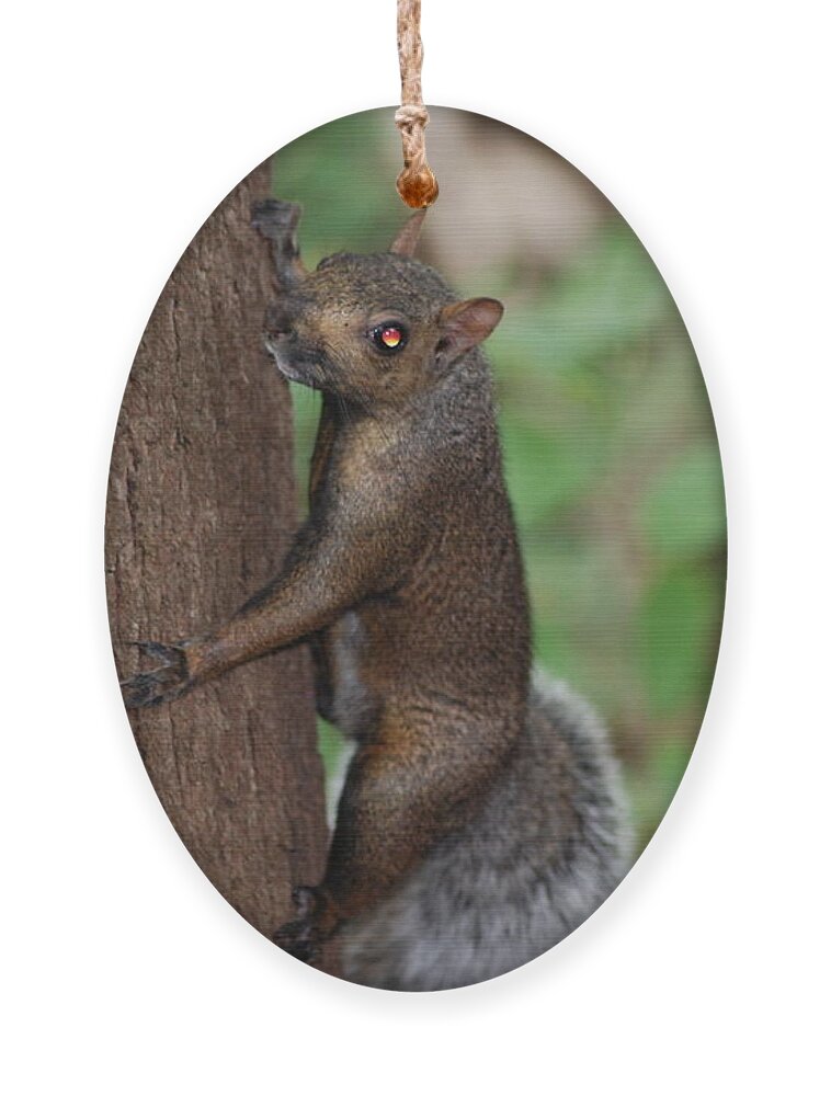 Squirrel Ornament featuring the photograph Snowy- Tailed Squirrel by Ee Photography
