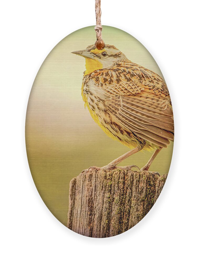 Meadowlark Ornament featuring the photograph Songster of the Meadow by Marcy Wielfaert