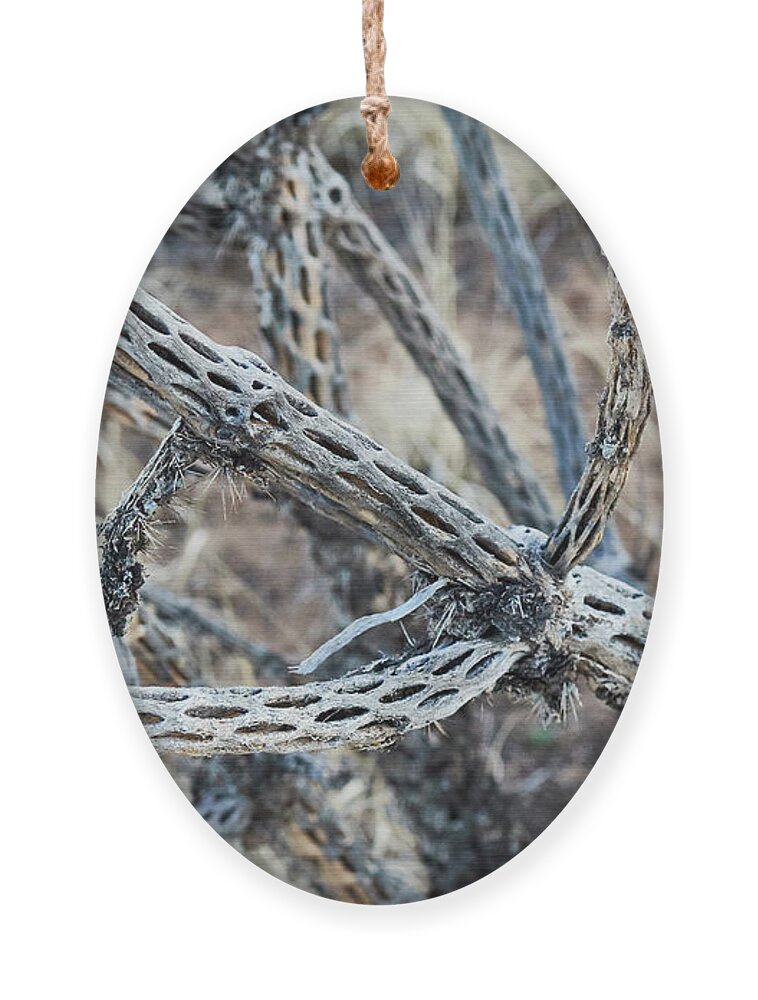 New Mexico Desert Ornament featuring the photograph Southwest Dead Cactus by Robert WK Clark