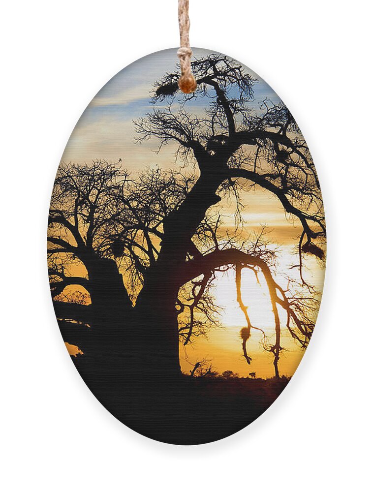 Big Ornament featuring the photograph Spectacular Sunset With Baobab by Sw stock