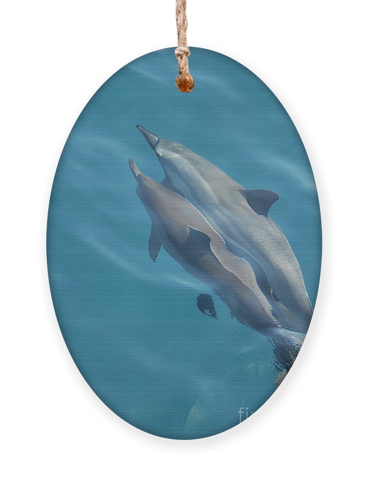 Denise Bruchman Photography Ornament featuring the photograph Spinner Dolphins 2 by Denise Bruchman