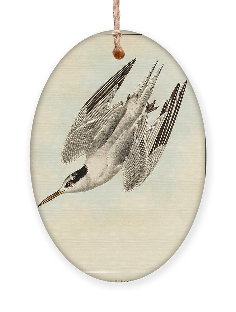 Birds Ornament featuring the mixed media Sterna Elegans by Bowen and Co lith and col Phila