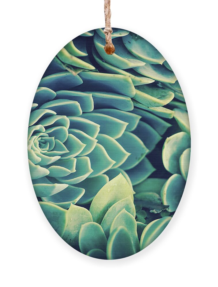Succulent Ornament featuring the photograph Succulent by Becqi Sherman