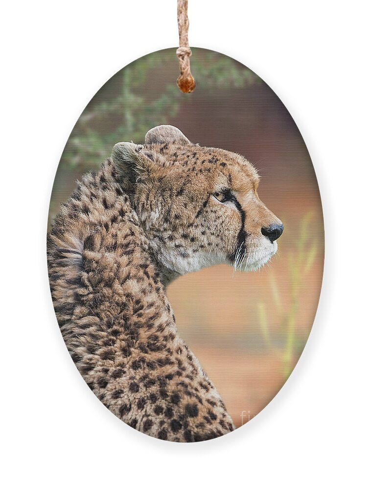 Northeast African Cheetah Ornament featuring the photograph Sudan Cheetah by Arterra Picture Library