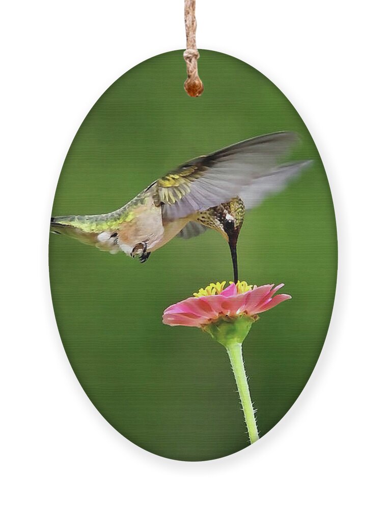 Hummingbird Ornament featuring the photograph Sun Sweet by Christina Rollo