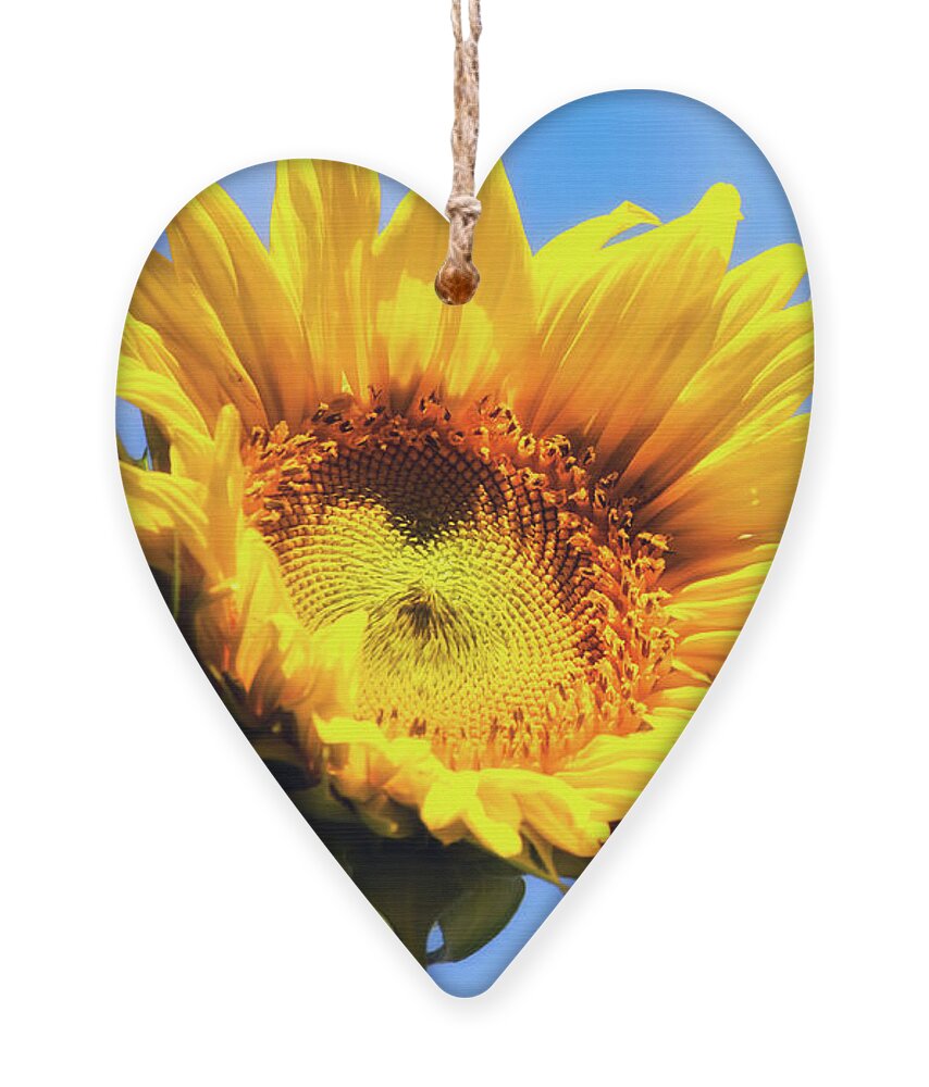 Sunflowers Ornament featuring the photograph Sunflower And Sky by Christina Rollo