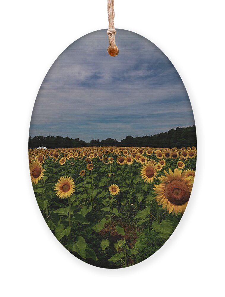 Sunflowers Ornament featuring the photograph Sunny Faces in New Hampshire by Jeff Folger