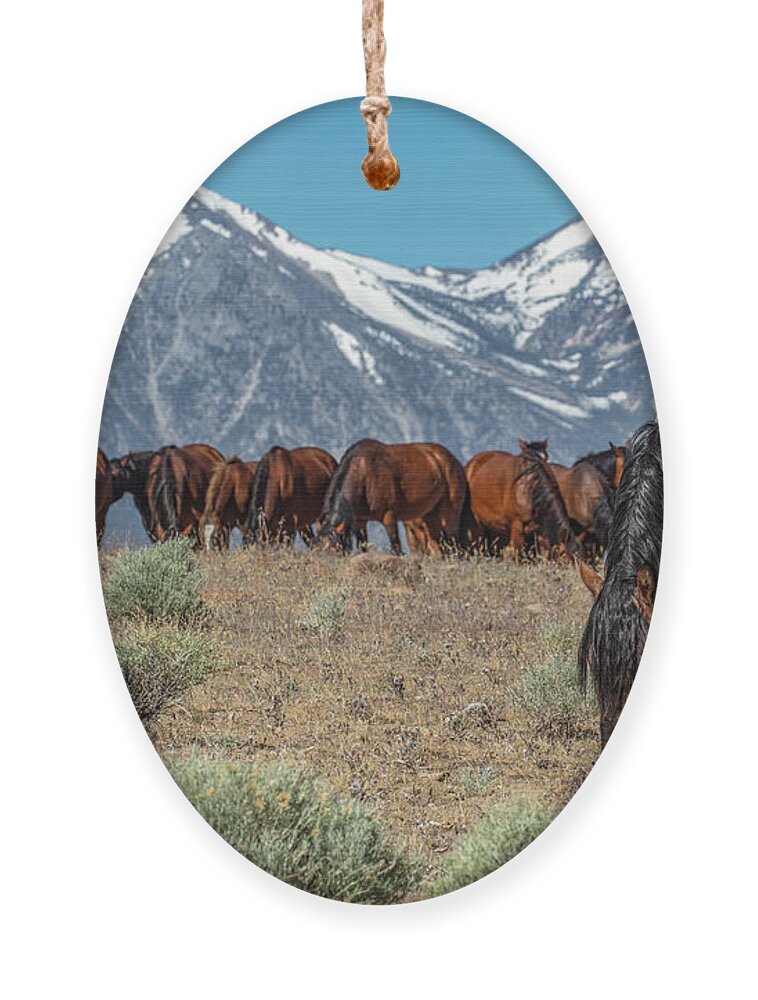  Ornament featuring the photograph _t__4940 by John T Humphrey