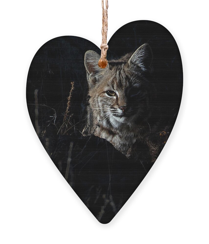 Bobcat Ornament featuring the photograph Wild bobcat by John T Humphrey