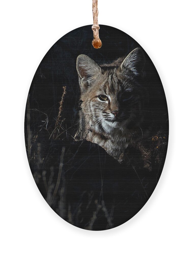  Ornament featuring the photograph Wild bobcat by John T Humphrey