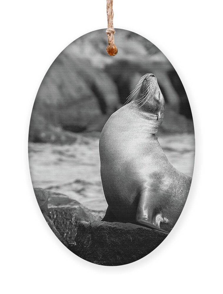 Sea Lion Ornament featuring the photograph The King by Becqi Sherman