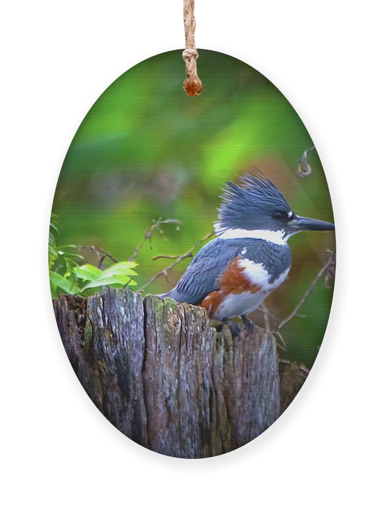 Kingfisher Ornament featuring the photograph The Kingfisher by Mark Andrew Thomas