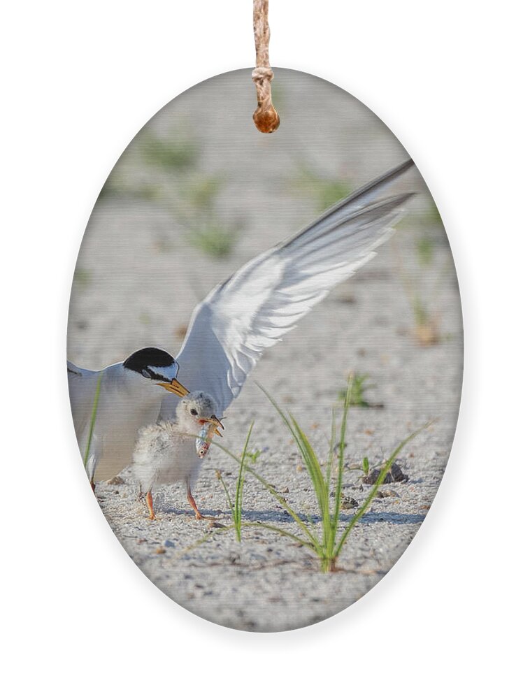 Bird Ornament featuring the photograph The Littlest Thief 2 by Susan Rissi Tregoning