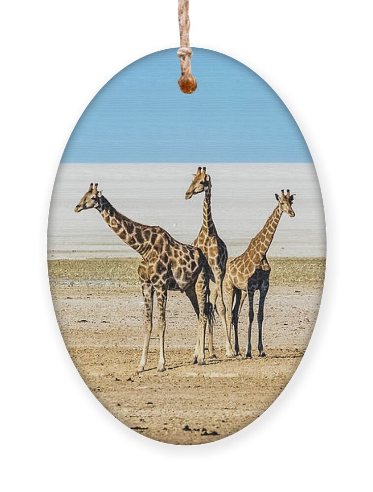 Giraffe Ornament featuring the photograph Three giraffes, Etosha National Park, Namibia by Lyl Dil Creations