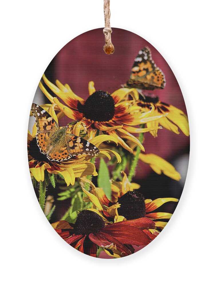 Butterfly Ornament featuring the photograph Three in a Row by Alana Thrower