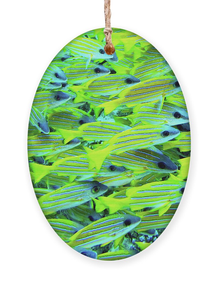 Yellow Snapper Ornament featuring the photograph Traffic Jam by Becqi Sherman