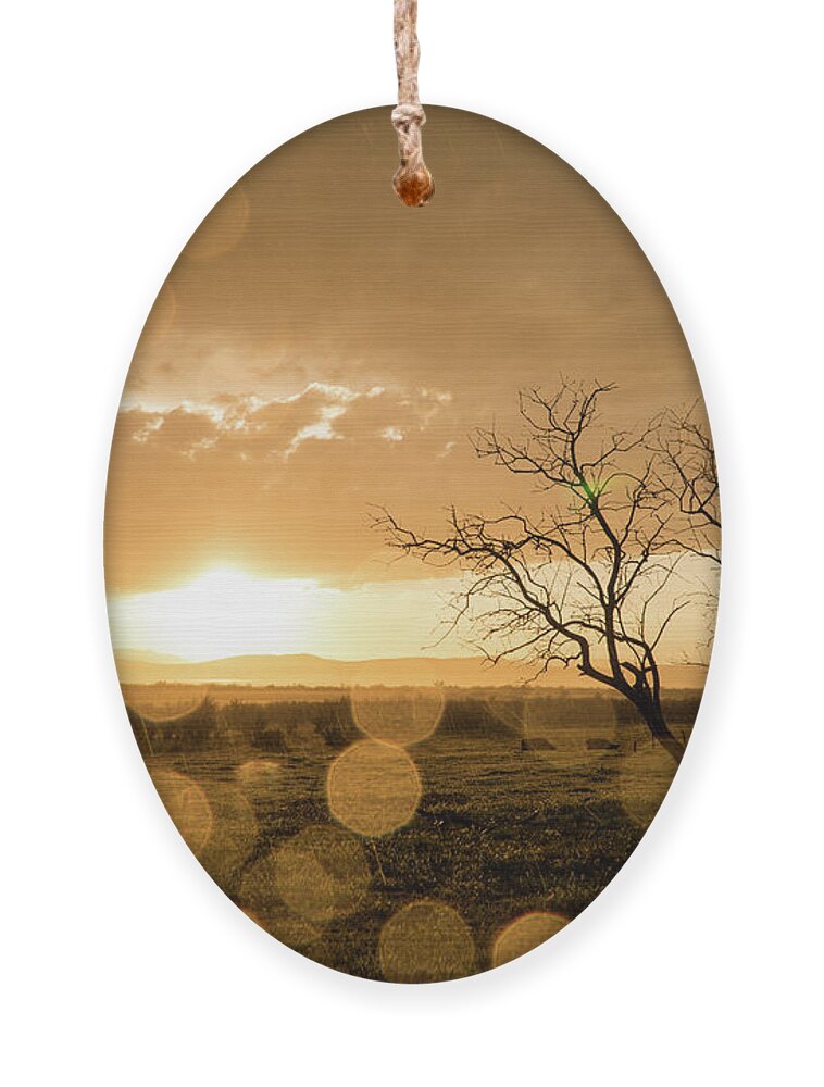 Sunset Ornament featuring the photograph Tree Sunset by Wesley Aston
