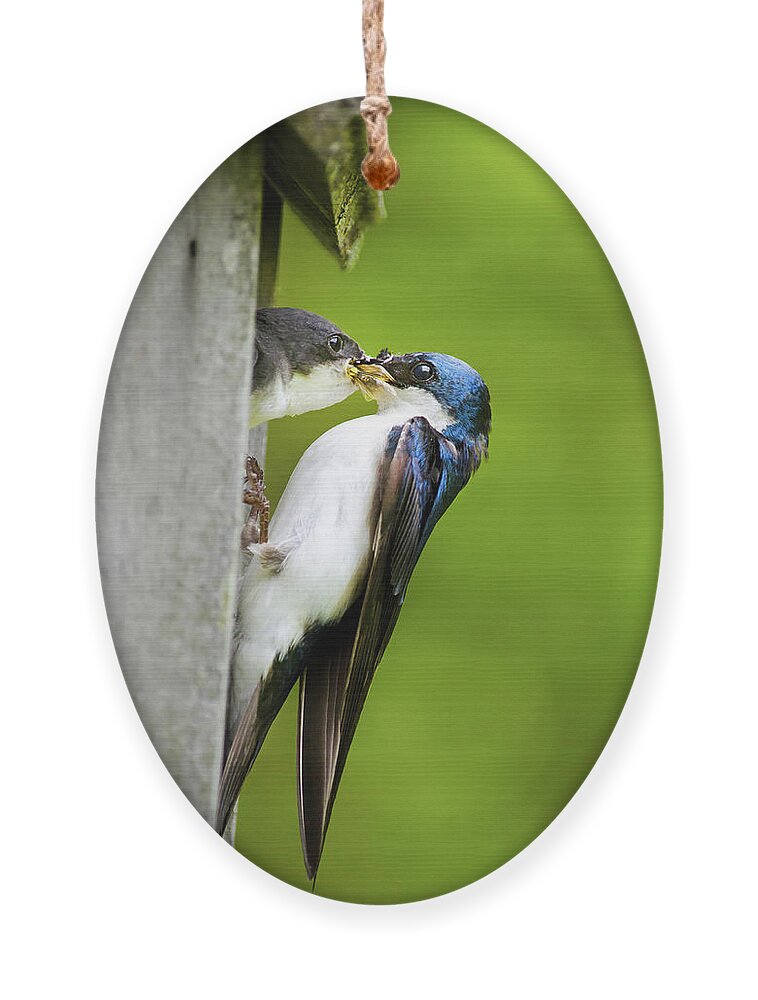 Tree Swallow Ornament featuring the photograph Tree Swallow Feeding Chick by Christina Rollo