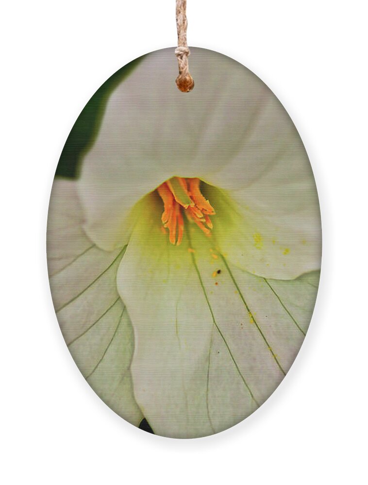 Macro Photography Ornament featuring the photograph Trillium Closeup by Meta Gatschenberger