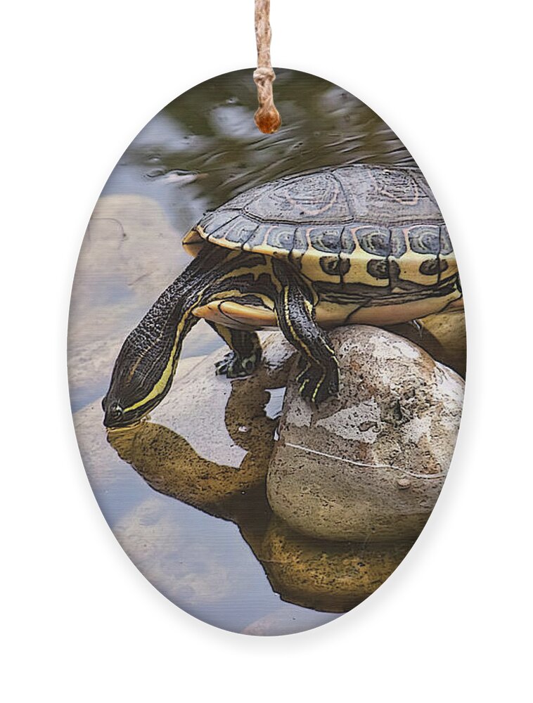 Turtle Ornament featuring the photograph Turtle drinking water by Tatiana Travelways