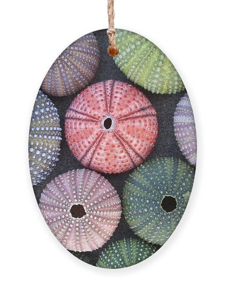 Sea Shells Ornament featuring the photograph Variety Of Colorful Sea Urchins On Wet by Dimitrios