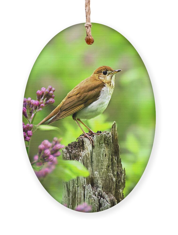 Bird Ornament featuring the photograph Veery Bird by Christina Rollo