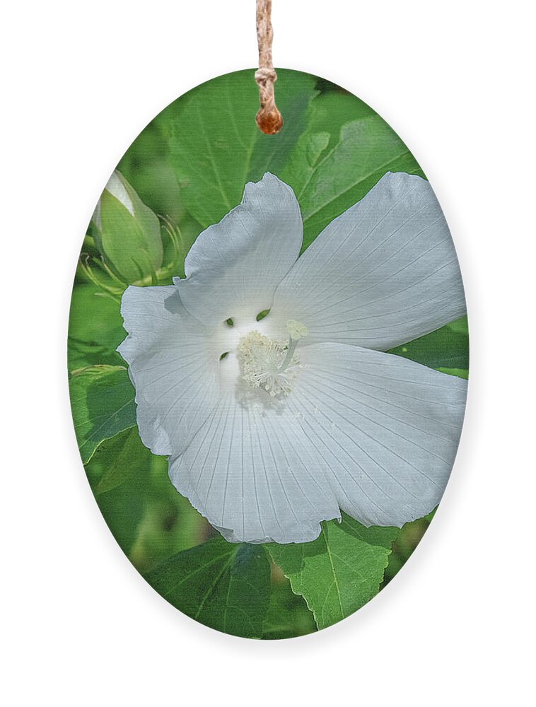 Nature Ornament featuring the photograph Very Rare almost All-white Crimson-eyed Rosemallow DFL0995 by Gerry Gantt