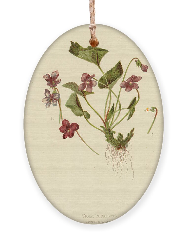 Flowers Ornament featuring the mixed media Viola Cucullata Common Blue Violet by L Prang