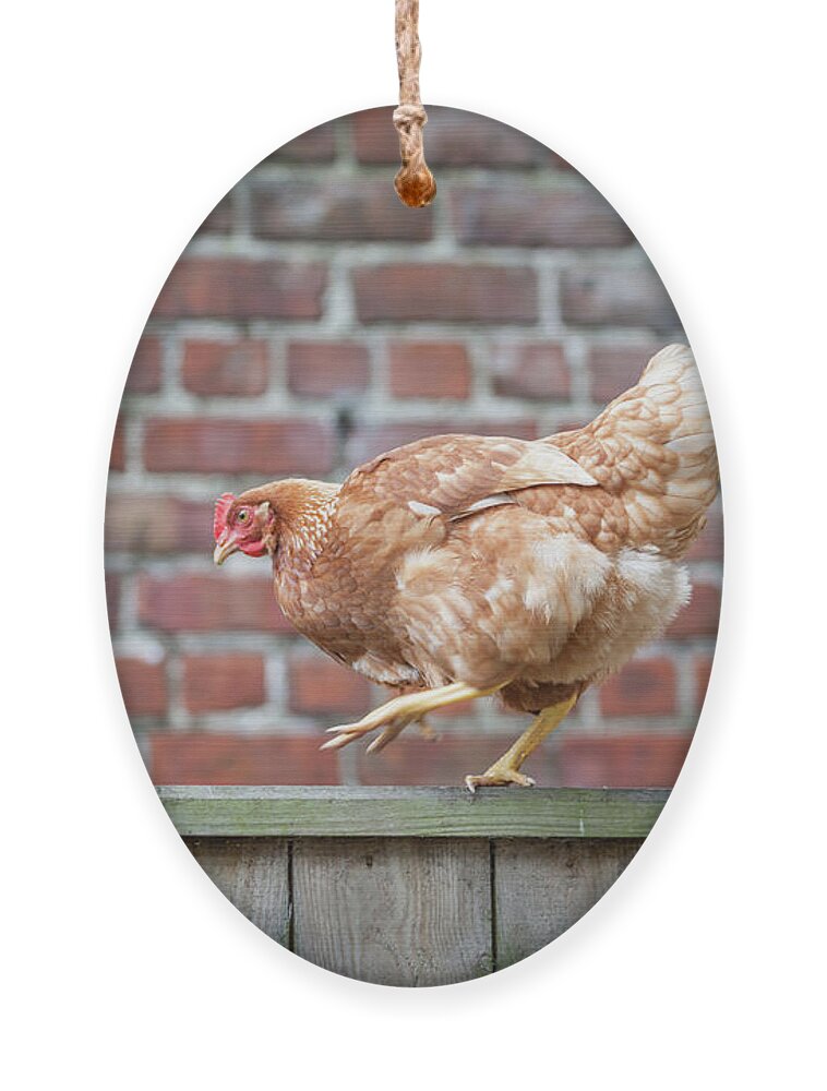 Anita Nicholson Ornament featuring the photograph Walk the Line - Chicken walking along a wooden fence by Anita Nicholson