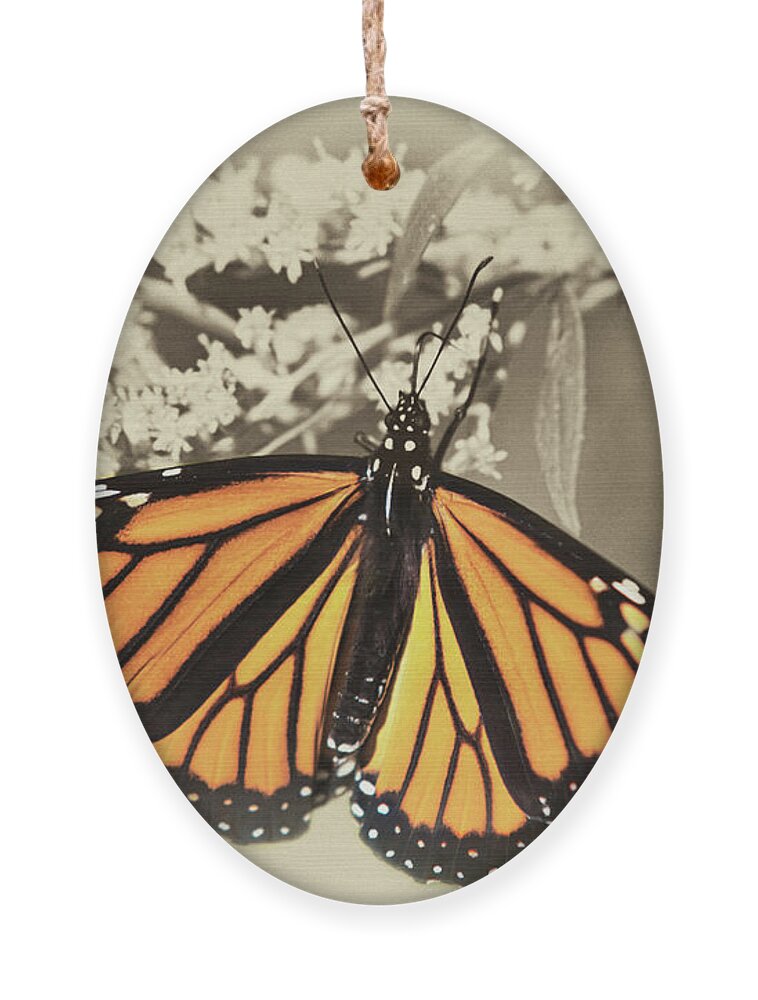 Monarch Butterfly Ornament featuring the mixed media Wandering Migrant Monarch Butterfly by Christina Rollo
