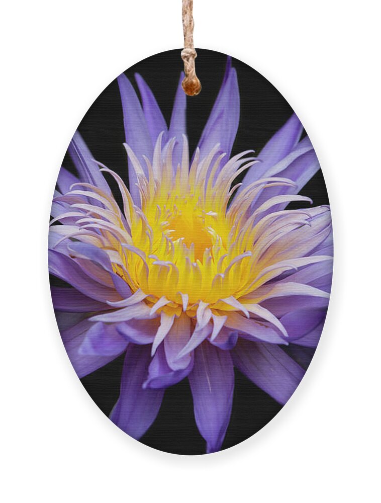 Spring Ornament featuring the photograph Water Lily Spiky and Purple by Sabrina L Ryan