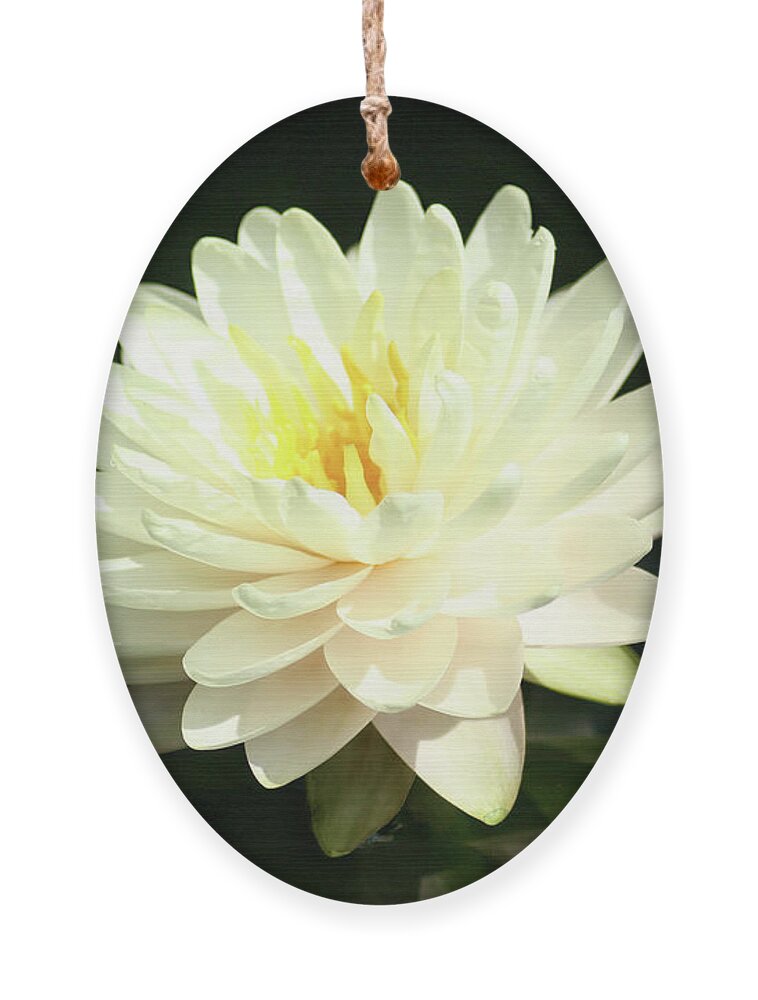 Flower Ornament featuring the photograph Water Lily by Steve Karol