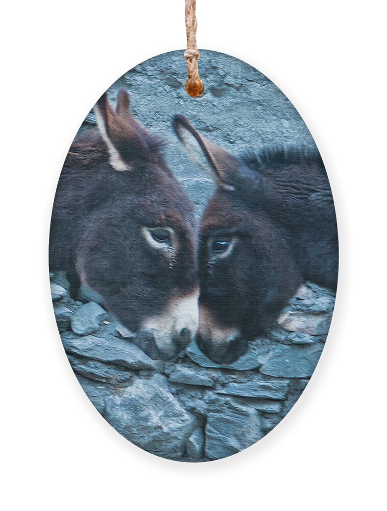 Burro Ornament featuring the photograph Eye To Eye, Nose To Nose, Heart To Heart by Leslie Struxness