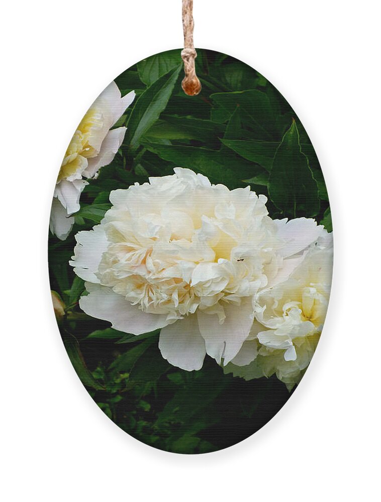 White Peonies Ornament featuring the photograph White Peony Trio by Mike McBrayer