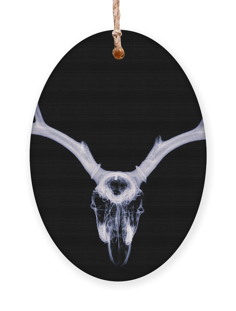 Kansas Ornament featuring the photograph White-tailed Deer x-ray 007 by Rob Graham