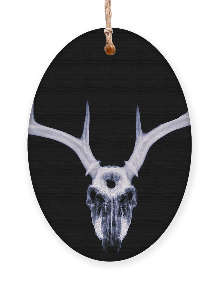 Kansas Ornament featuring the photograph White-tailed Deer x-ray 009 by Rob Graham
