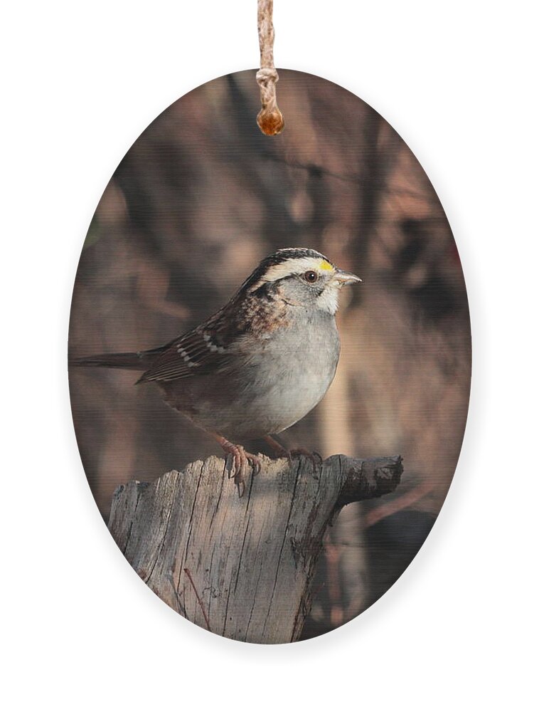 Sparrow Ornament featuring the photograph White-throated Sparrow 4386 by John Moyer