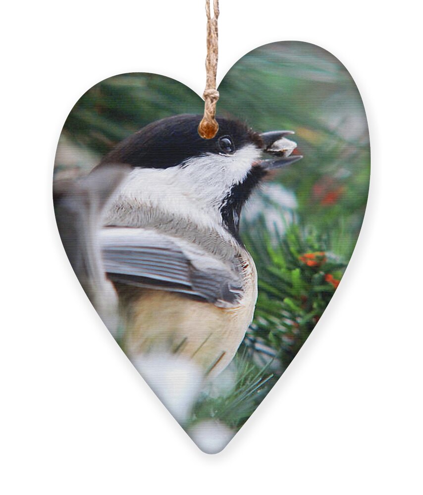 Bird Ornament featuring the photograph Winter Chickadee With Seed by Christina Rollo