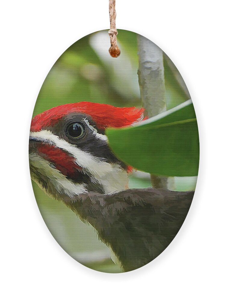 Pileated Woodpecker Ornament featuring the photograph Woodpecker Portrait by Kathy Baccari