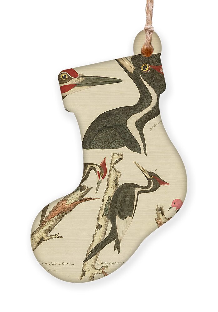 Birds Ornament featuring the mixed media Woodpeckers by Alexander Wilson