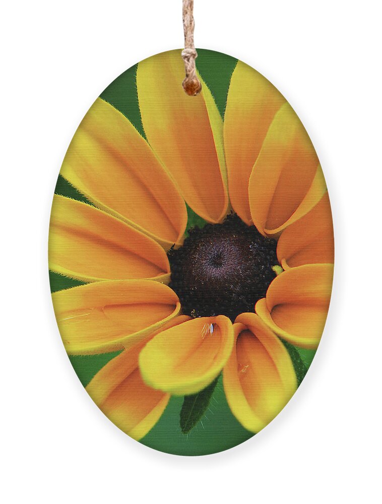 Yellow Flowers Ornament featuring the photograph Yellow Flower Black Eyed Susan by Christina Rollo