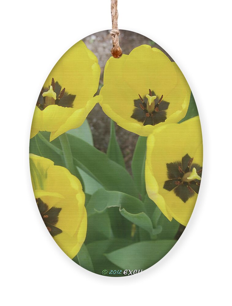 Yellow Tulips Ornament featuring the photograph Yellow Tulips by Ee Photography
