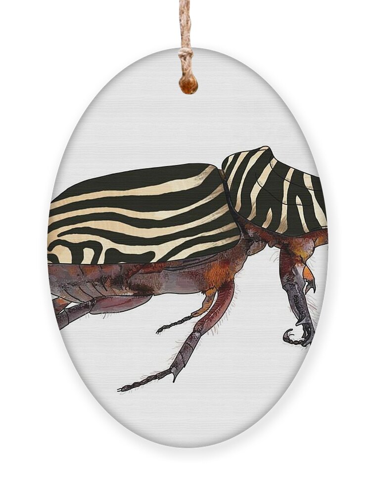 Rhinoceros Beetle Ornament featuring the drawing Zebra Striped Rhinoceros Beetle On White by Joan Stratton
