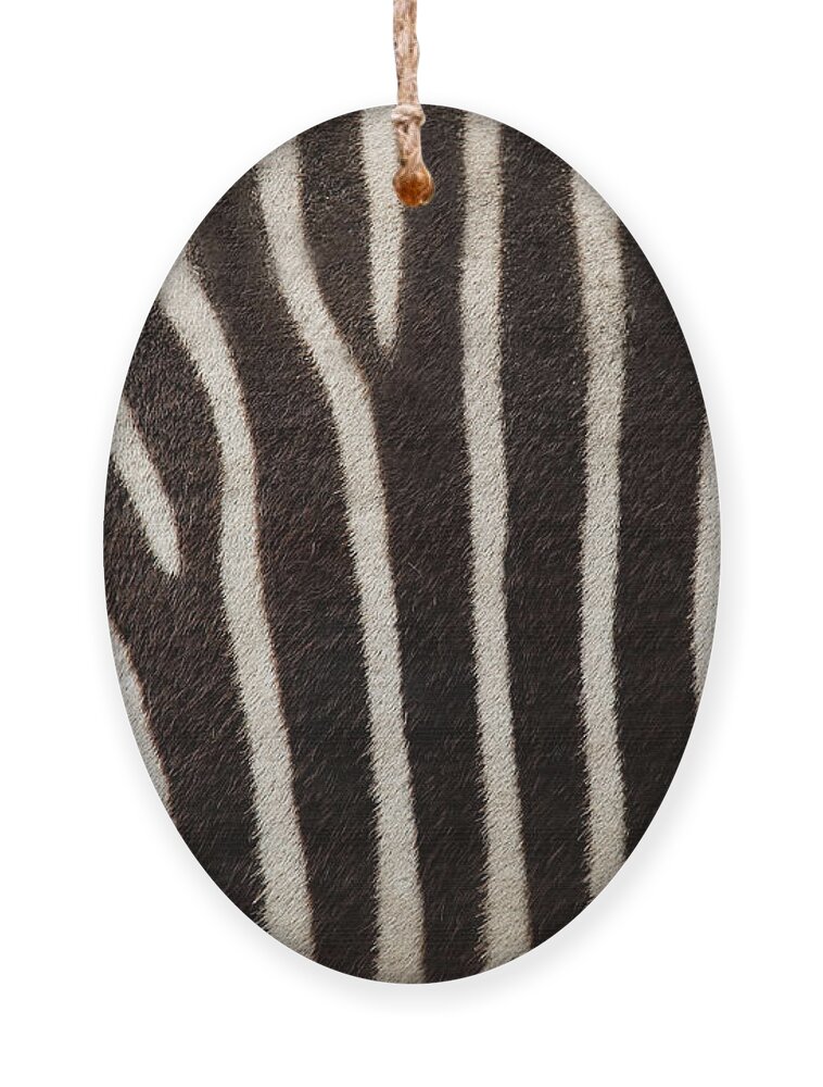 Zebra Ornament featuring the photograph Zebra by Uzuri