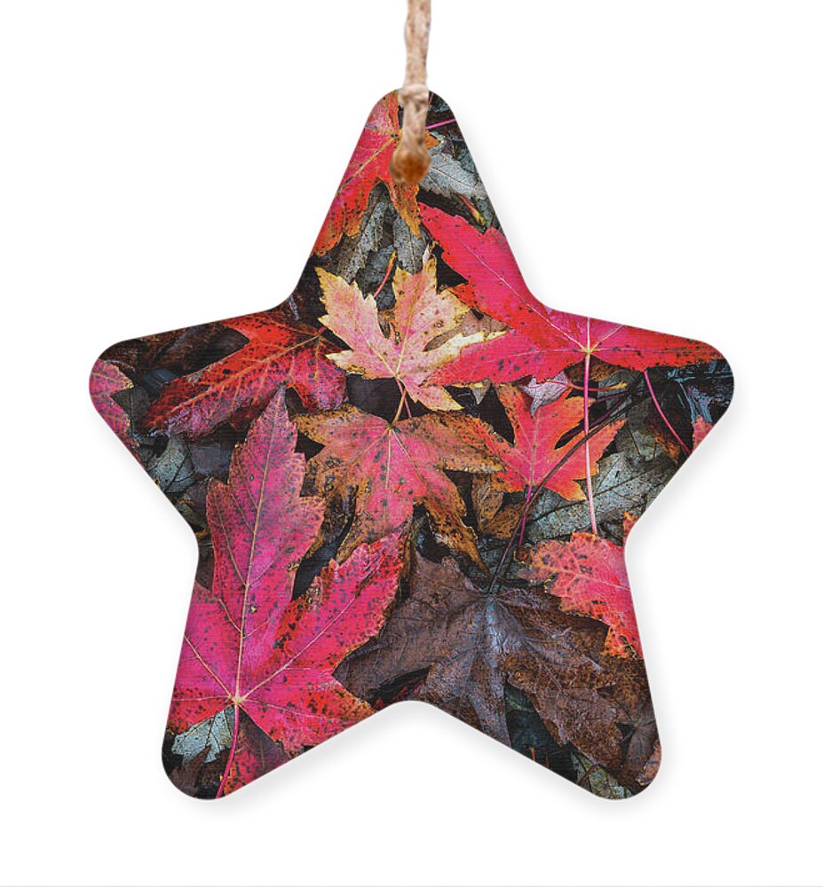 Leaves Ornament featuring the photograph Autumn Leaves by Anthony Michael Bonafede