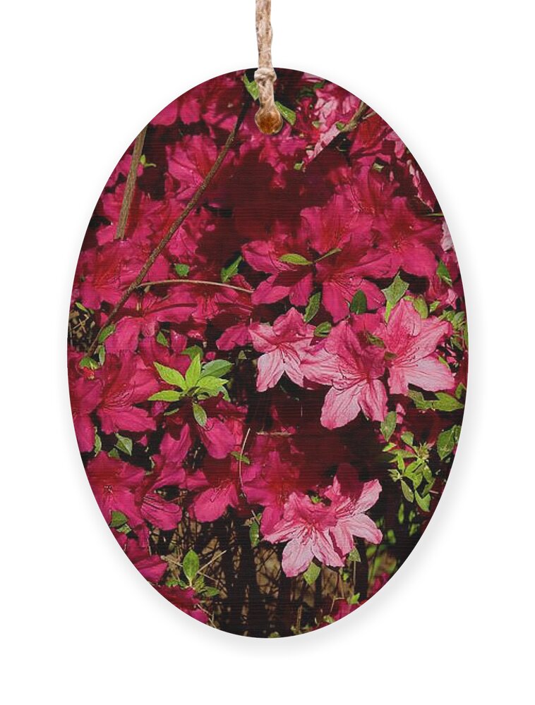 Beautiful Ornament featuring the photograph Beautiful Blooming Azaleas by Dennis Schmidt