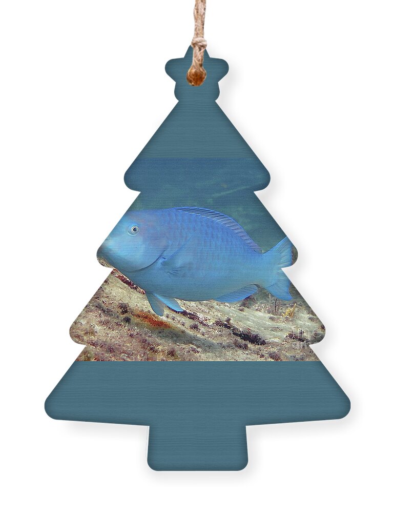 Underwater Ornament featuring the photograph Blue Parrotfish 17 #1 by Daryl Duda