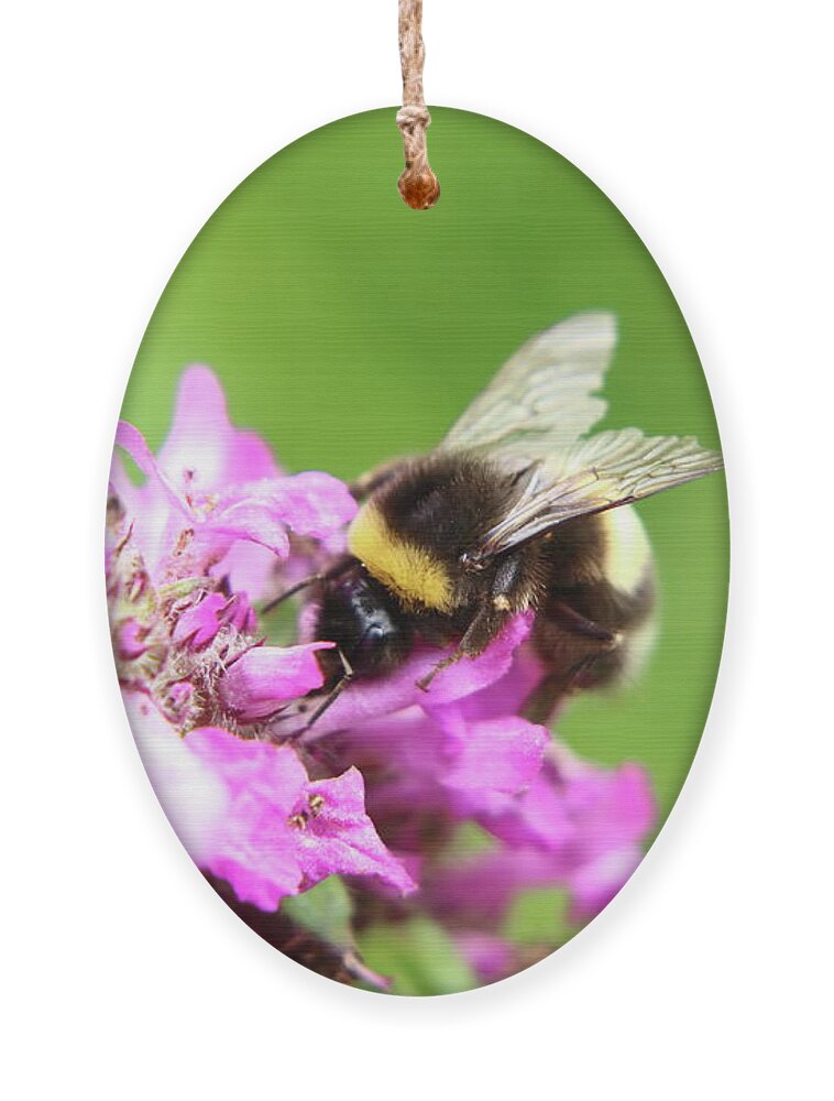 Bombus Hortorum Ornament featuring the photograph Bombus hortorum, garden bumblebee, pollinating some flower in Slovakia grassland. by Vaclav Sonnek