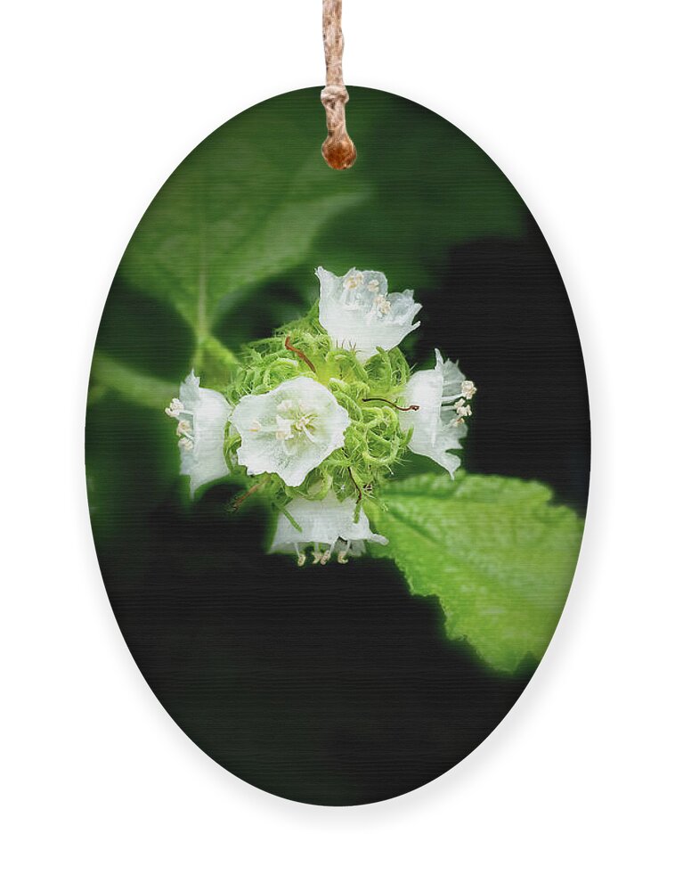 Translucent Flowers Ornament featuring the photograph Butterfly Sage by Louise Lindsay
